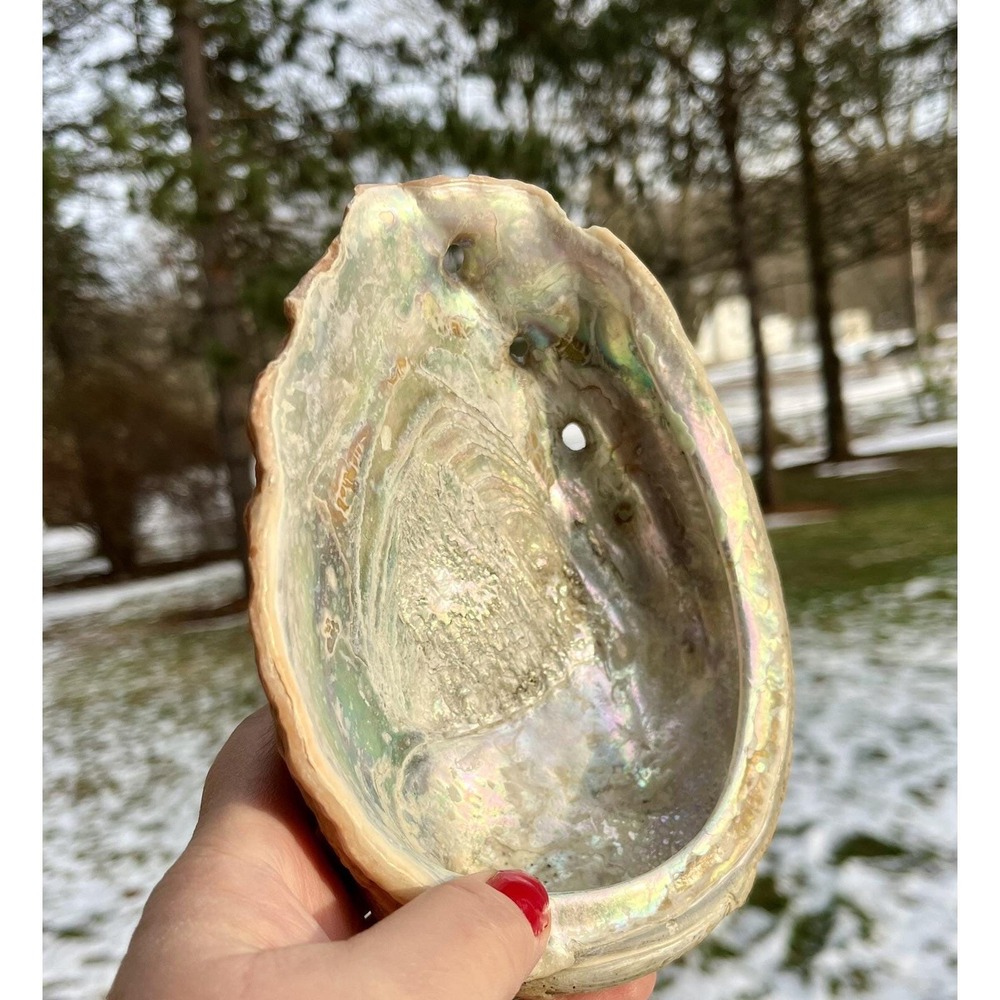 Large Natural Abalone Shell Iridescent Mother of Pearl Smudge Bowl 6.5 Inch